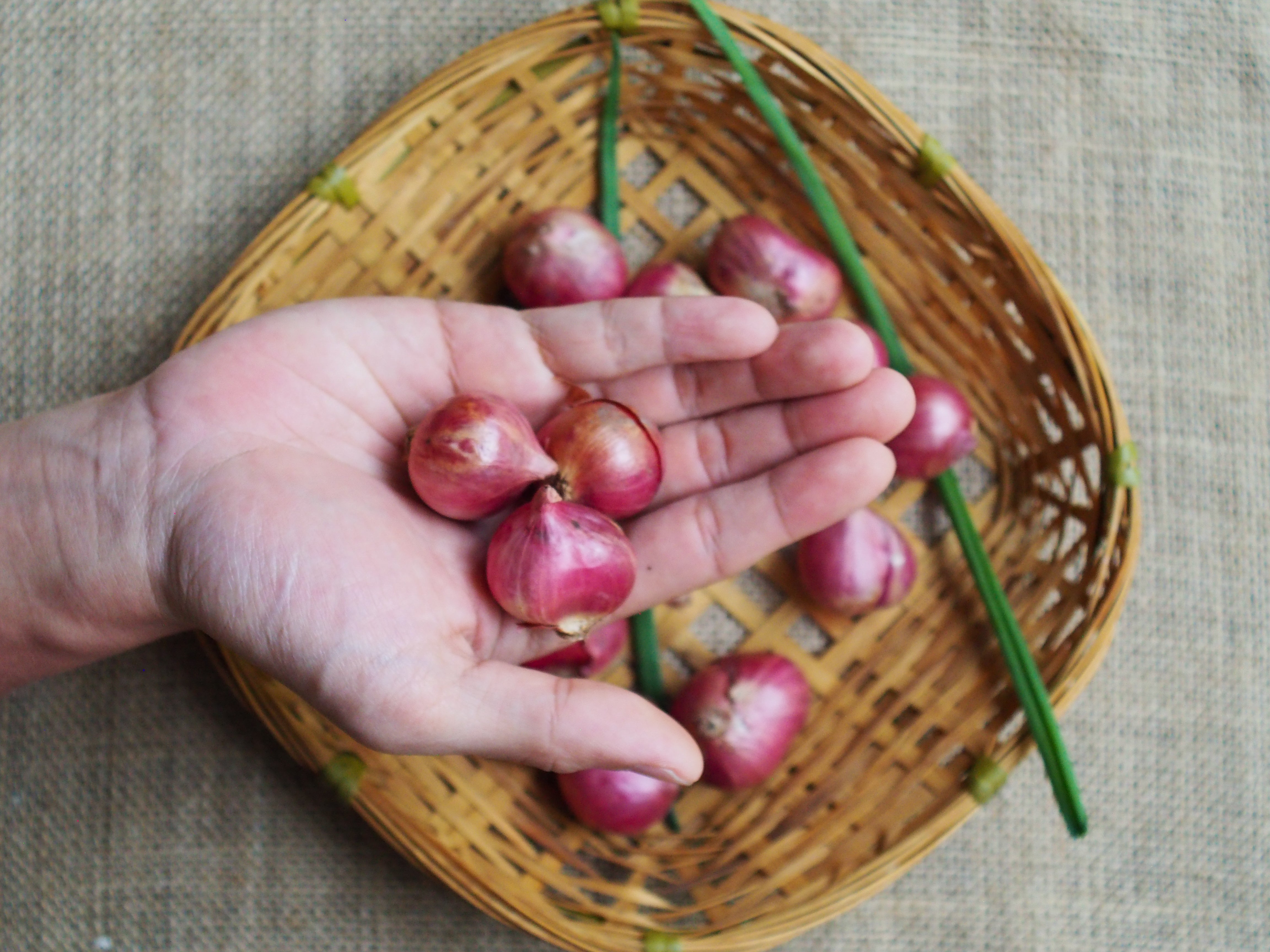 Philippines Shallots 小葱头