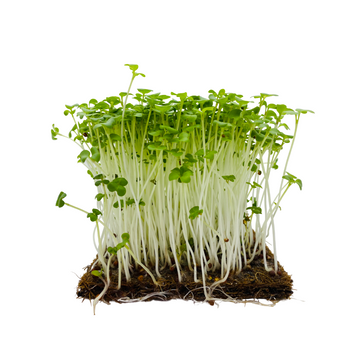 Wasabi Mustard Microgreens